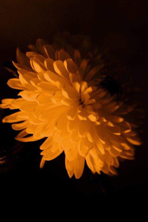 คลังภาพถ่ายฟรี ของ กลางแจ้ง, กลีบดอกไม้, ดวงอาทิตย์