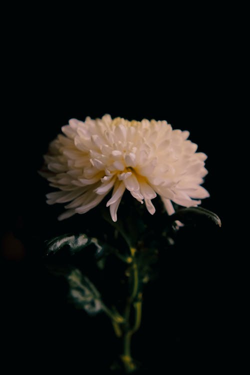 bitki, çiçek, dikey atış içeren Ücretsiz stok fotoğraf