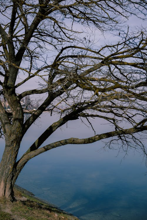 Foto d'estoc gratuïta de arbre, branques, muntanya