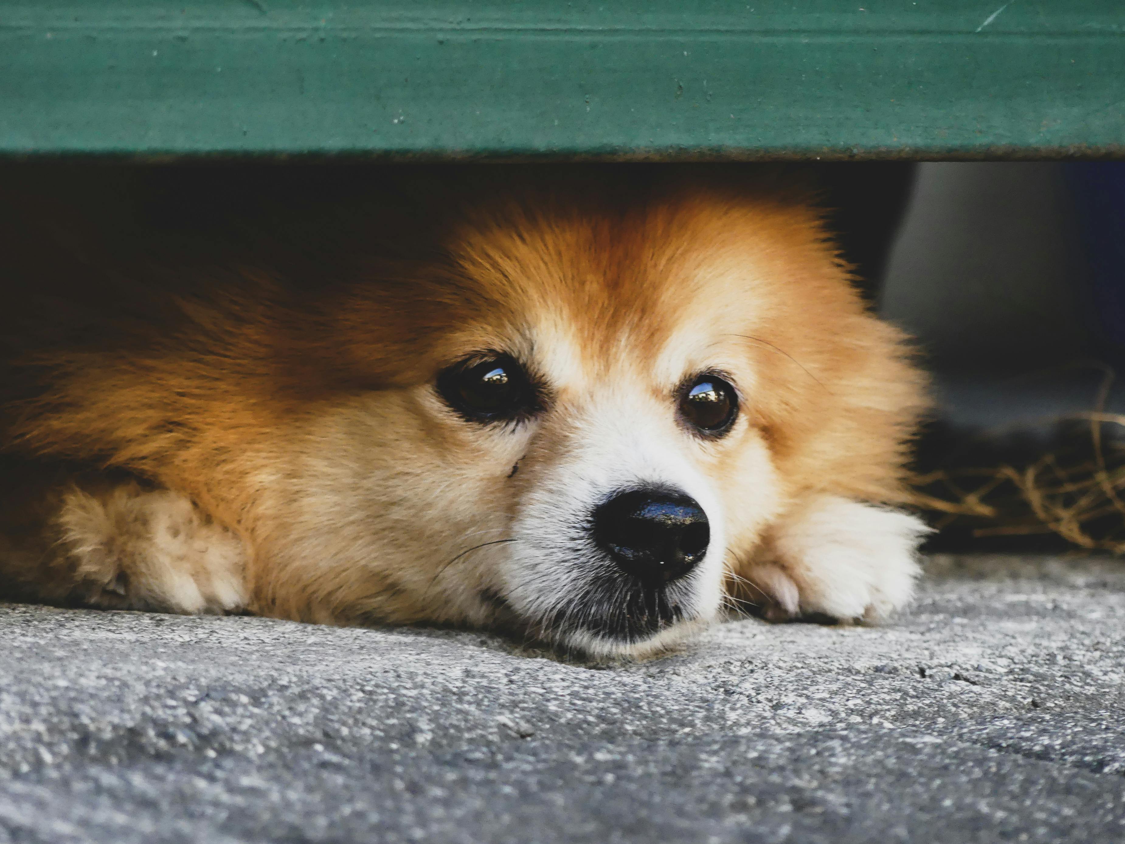 Best Pet Insurance Companies With No Waiting Period (2026) — Photo by Kimy Moto on Pexels