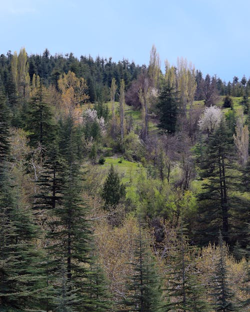 Photos gratuites de à feuilles persistantes, arbres, forêt