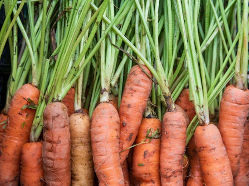 Carrots are shown in a close up photo