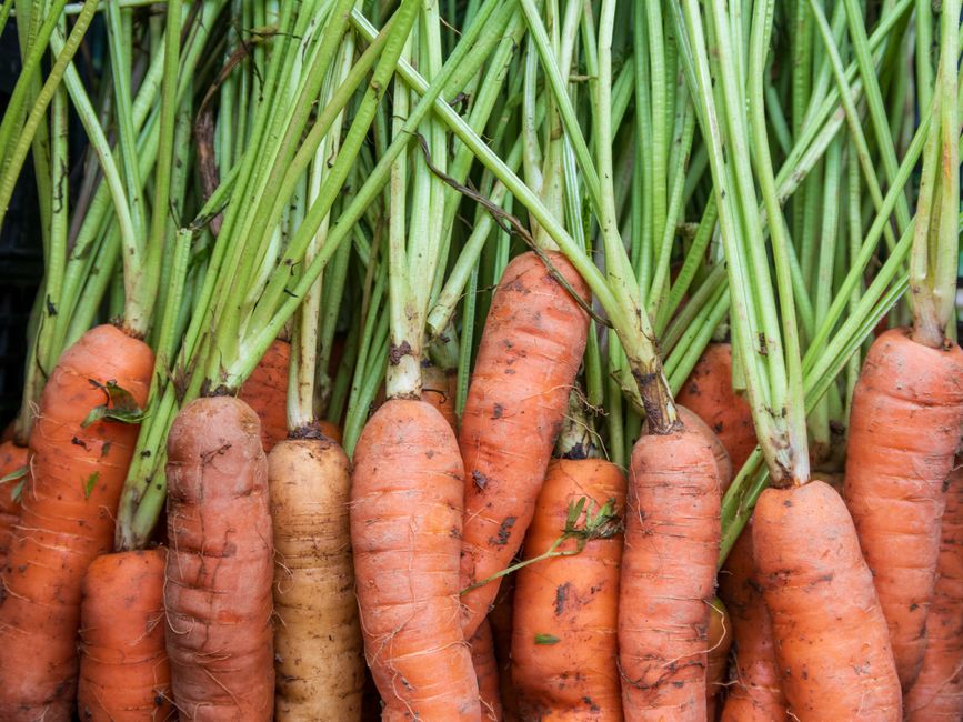 Carrots