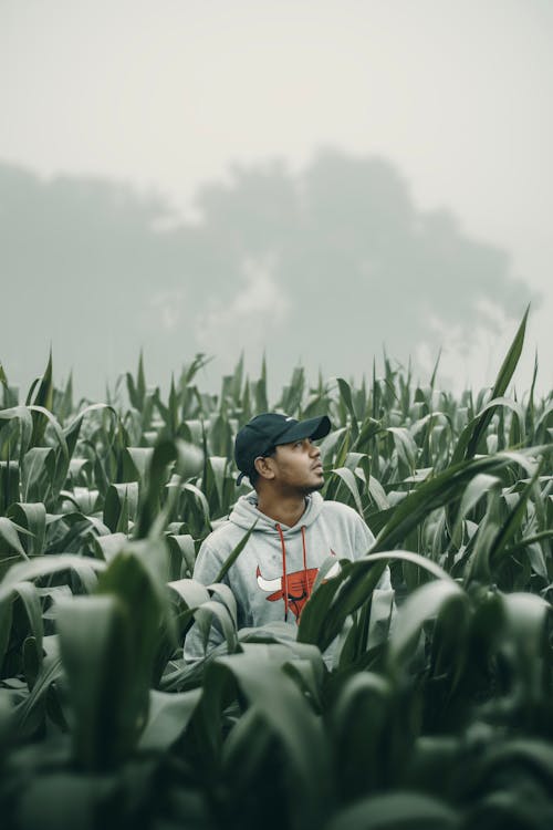 A man standing in a corn field