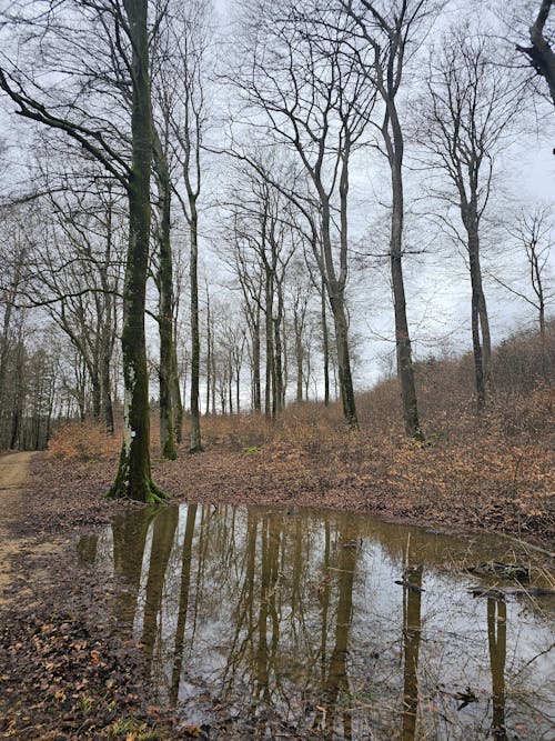 A small puddle in the middle of a forest