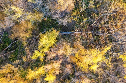 Ingyenes stockfotó drónfelvétel, erdő, esés témában