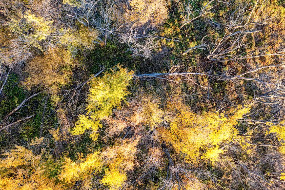 Photos gratuites de arbres, automne, forêt