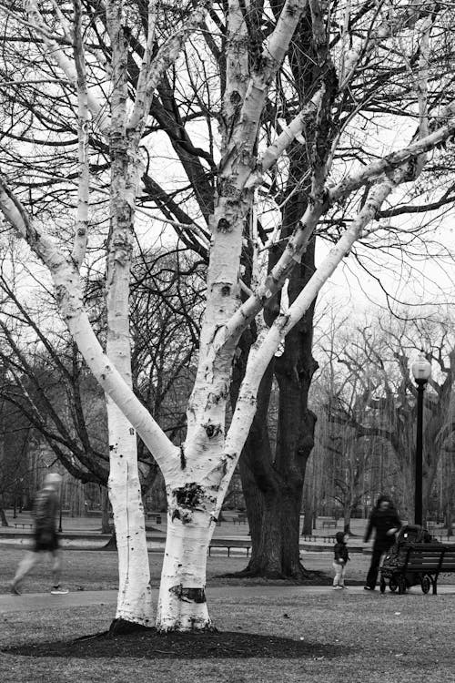 Fotos de stock gratuitas de abedul, árboles sin hojas, blanco y negro