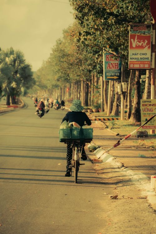 Free A cyclist rides a bicycle with baskets down a tree-lined street in daylight surrounded by vibrant greenery. Stock Photo