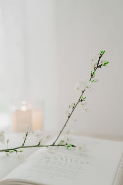 Free A serene composition of white blossoms on an open book against a soft, light background. Stock Photo