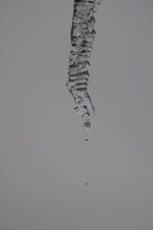 Free stock photo of beauty of nature, icicle, winter background Stock Photo