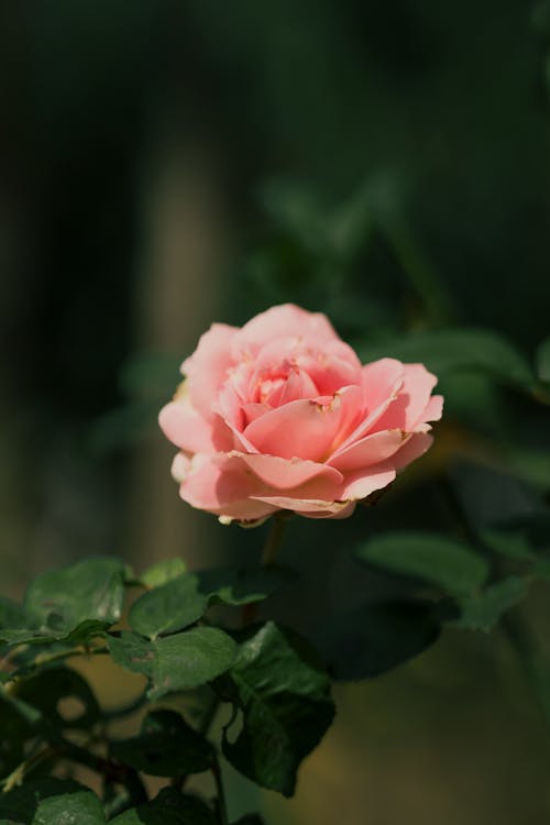 A pink rose is growing on a bush