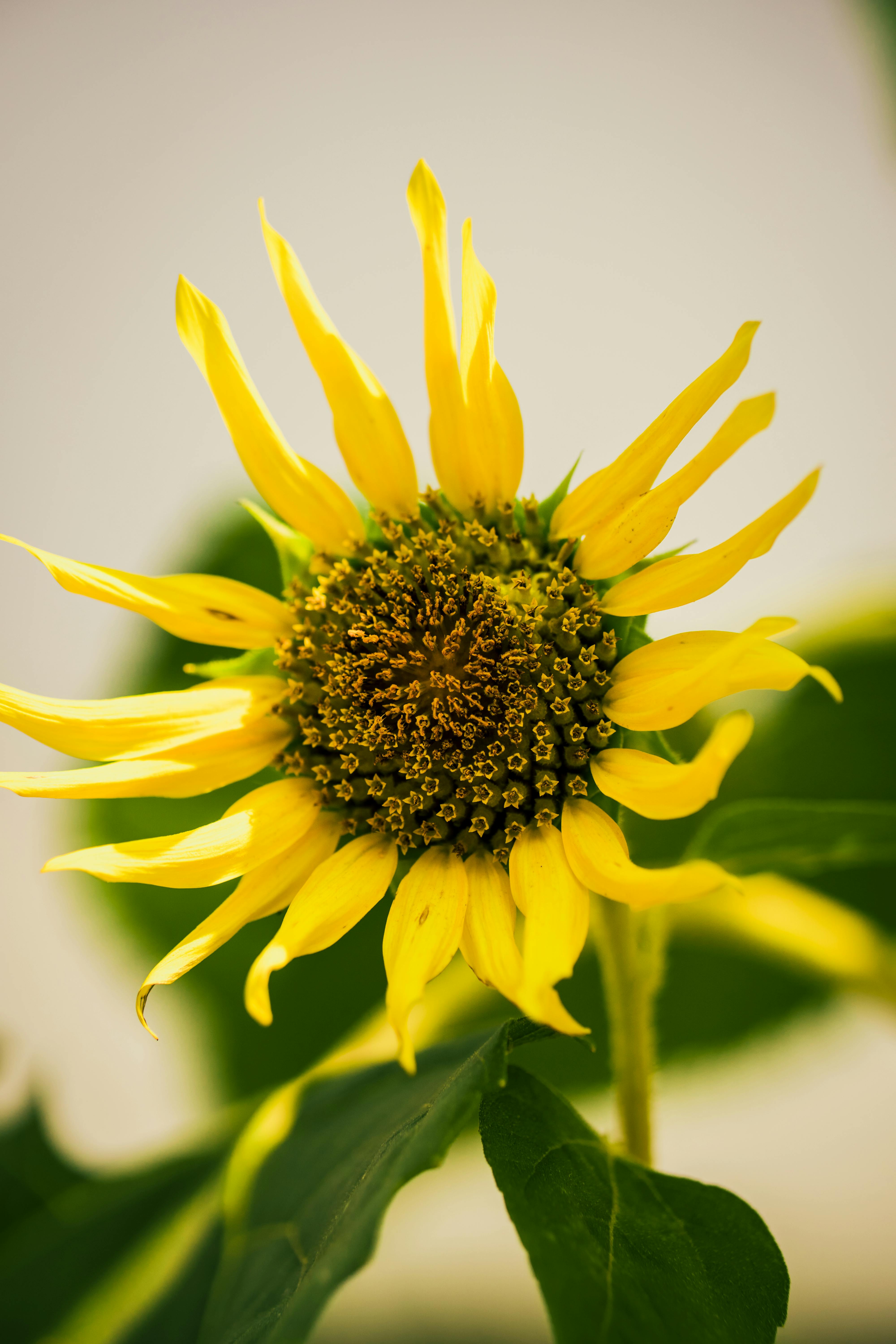 Close-up shot of a vibrant yellow sunflower bloom with green leaves outdoors.
