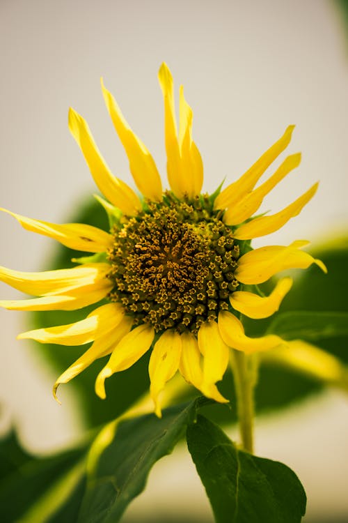 A sunflower is shown in this photo