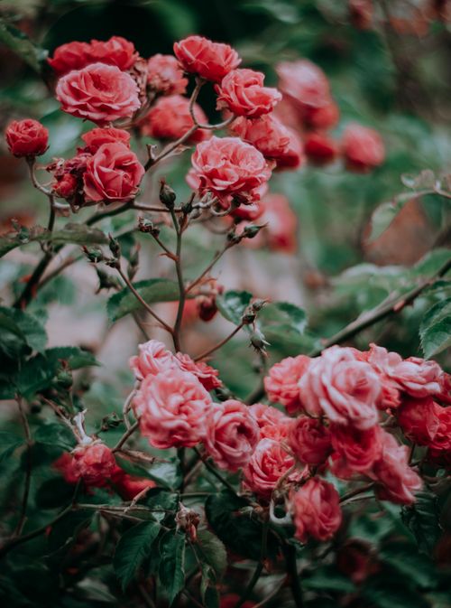 Free Close-up shot of vibrant red roses blooming with lush leaves, showcasing nature's beauty. Stock Photo