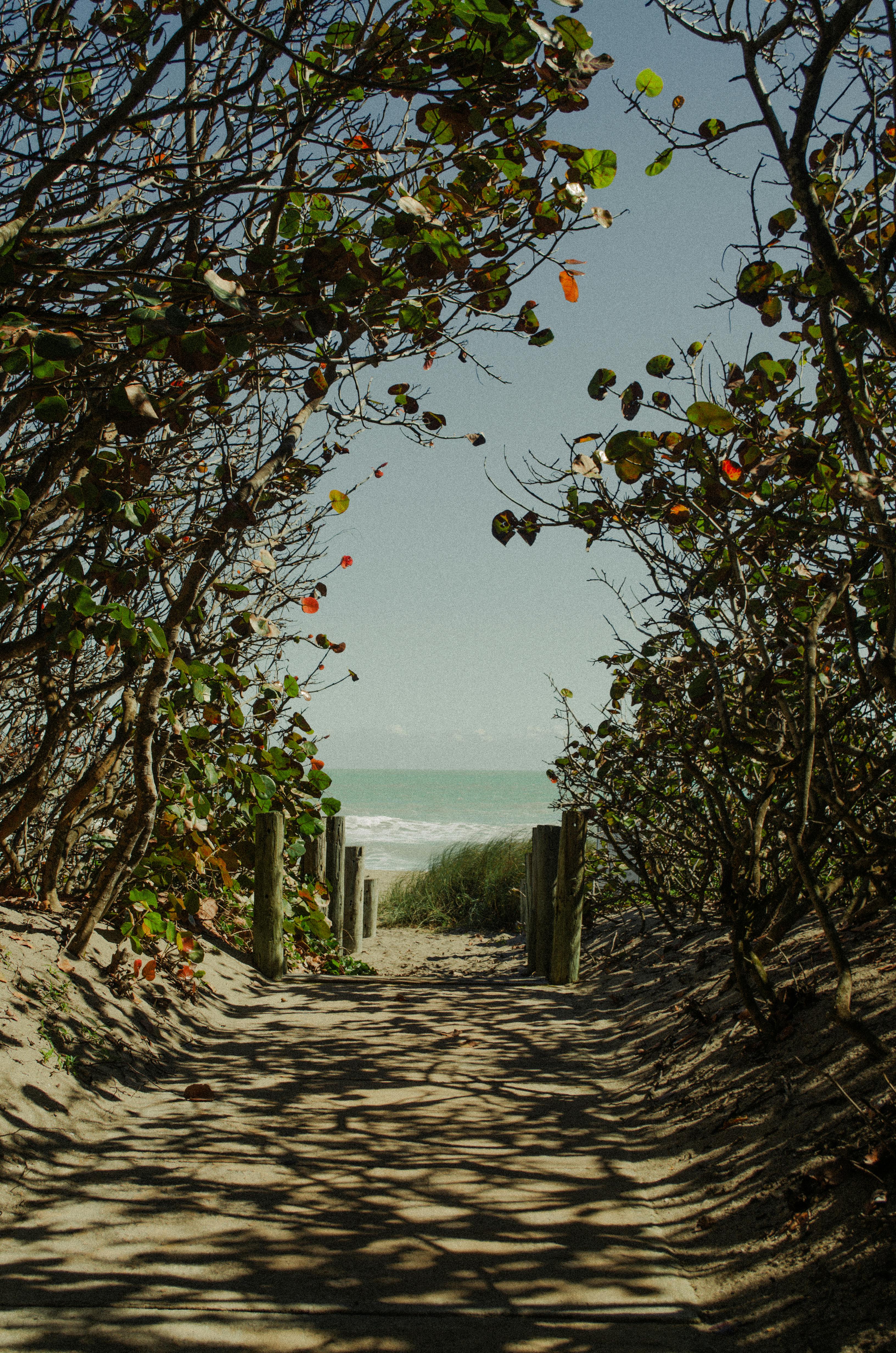 Discover a serene sandy pathway leading through foliage to a tranquil beach.