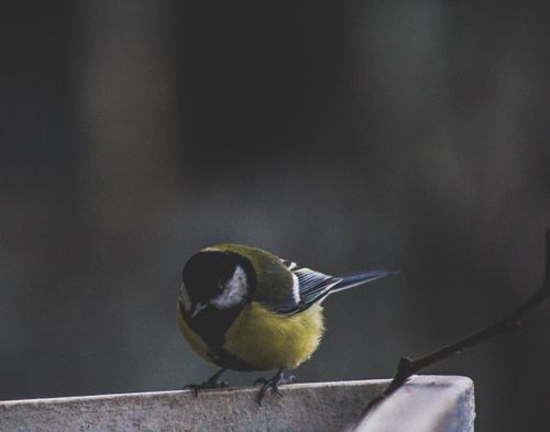 Free stock photo of animal, bird, titmouse Stock Photo