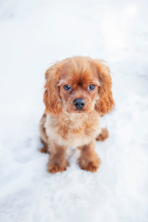 Gratis lagerfoto af brun hund, Cavalier King Charles Spaniel, dyrefotografering
