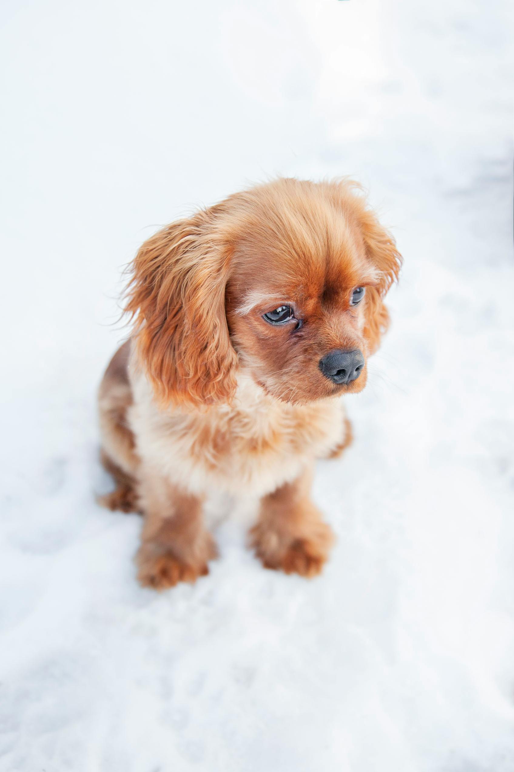 Cute puppy sitting on snow, surrounded by a winter wonderland. Perfect for pet lovers.