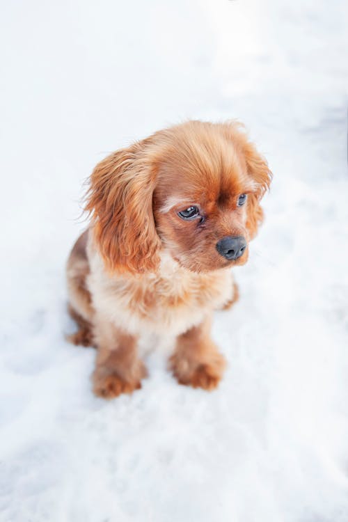 Foto profissional grátis de animal de estimação, cachorro, com frio