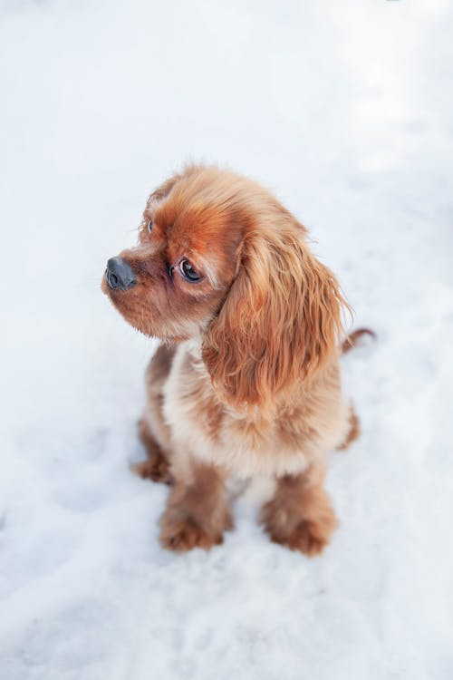 Foto d'estoc gratuïta de assegut, cadell, Cavalier King Charles Spaniel