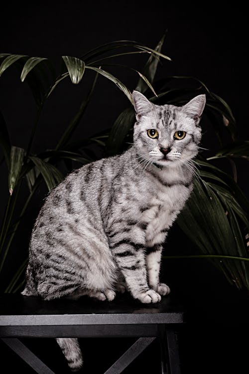 Gratis arkivbilde med katteansikt, studiofotografering