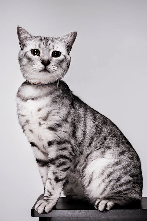 Gratis arkivbilde med dyrefotografering, grå bakgrunn, katt