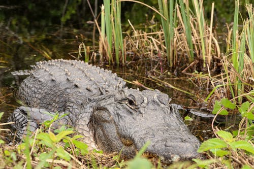 Espionnage D'alligators De Floride