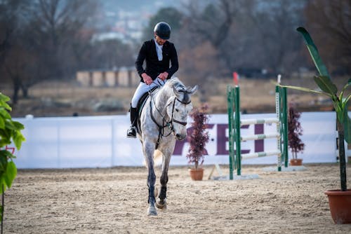 Fotos de stock gratuitas de animal, caballo, campeonato