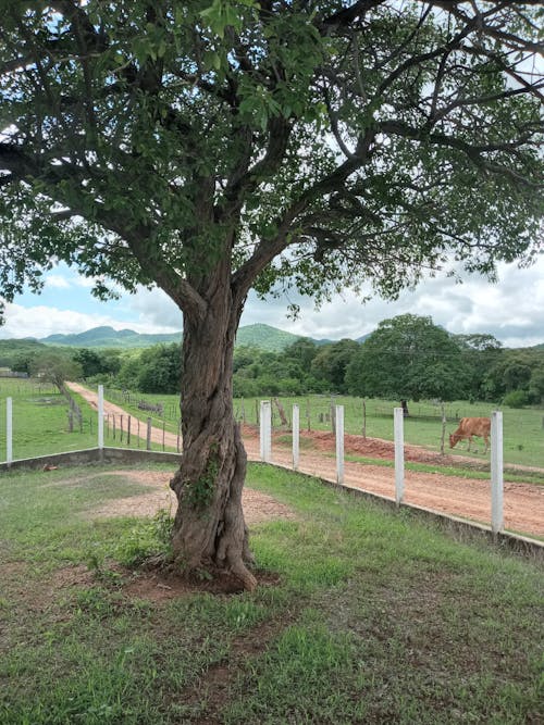 A tree in the middle of a field with a fence