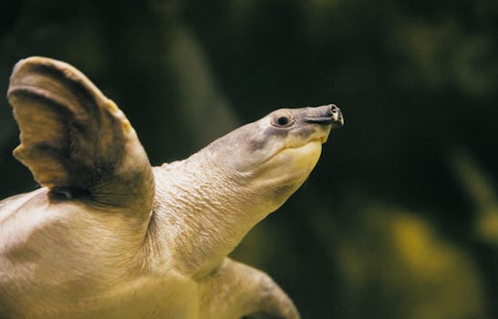 A detailed view of a softshell turtle swimming underwater in its natural habitat.