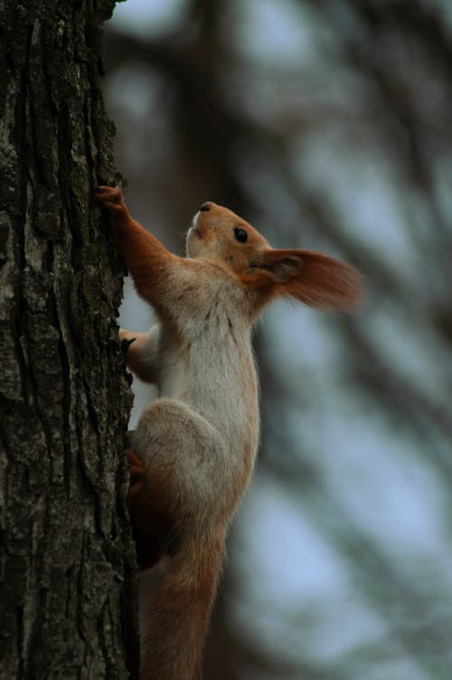 Close-up of a Squirrel Climbing a Tree