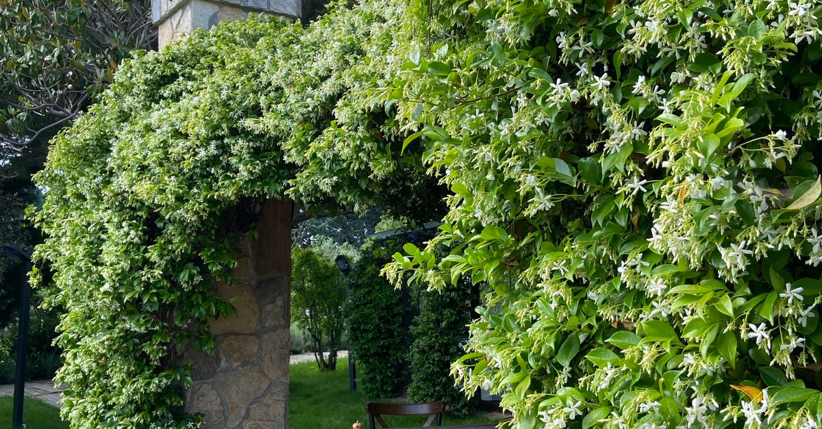 Pergola à Waterloo - Creative Solution Pergola à Waterloo - Creative Solution