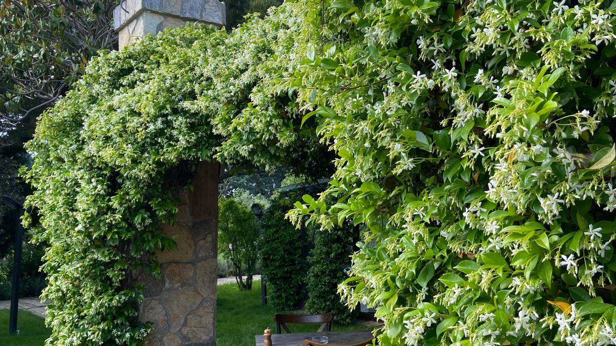 Comment choisir les plantes grimpantes adaptées à la terrasse angevine