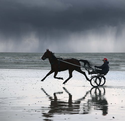 Kostenloses Stock Foto zu braunes pferd, regenfall, winter