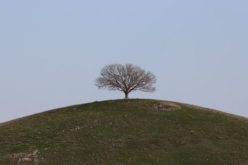Foto profissional grátis de árvore, céu limpo, colina