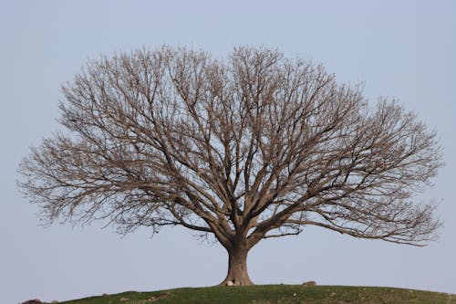 Foto d'estoc gratuïta de arbre, cel clar, herba