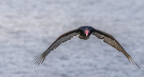 A turkey vulture in flight over the water