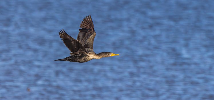 A double-crested cormorant captured mid-flight over a serene blue water background.