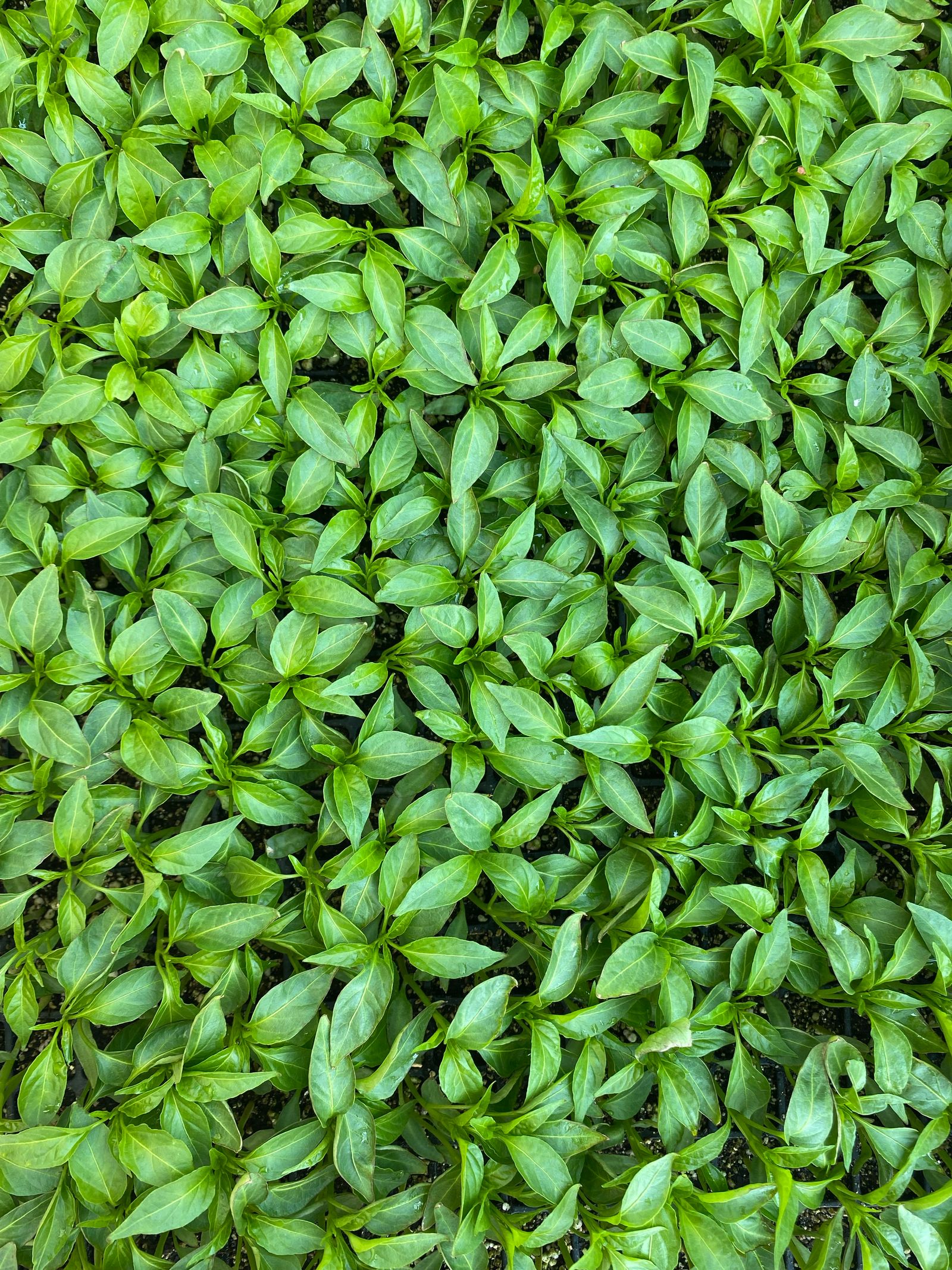 Vibrant green leaves in a garden