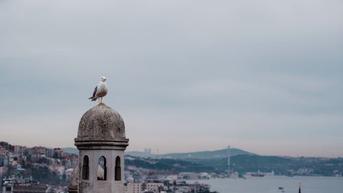 Birds in Istanbul 