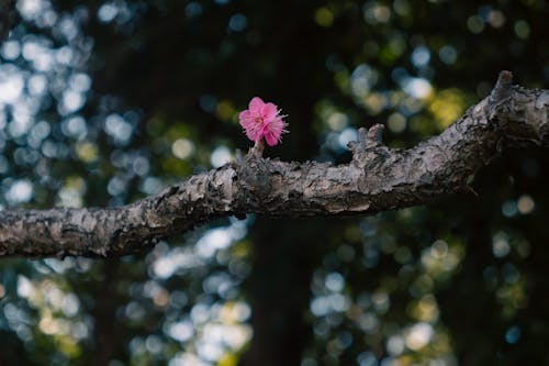 A pink flower on a branch in the woods