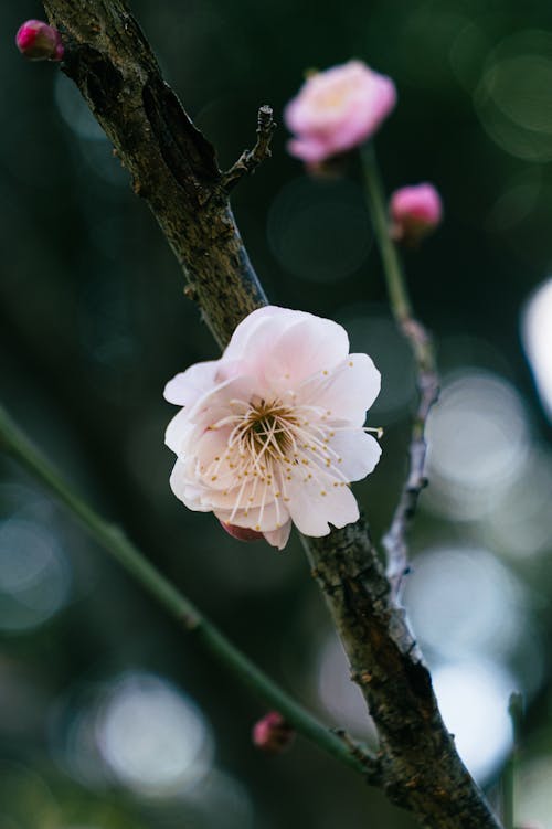 A single flower on a branch with blurry background