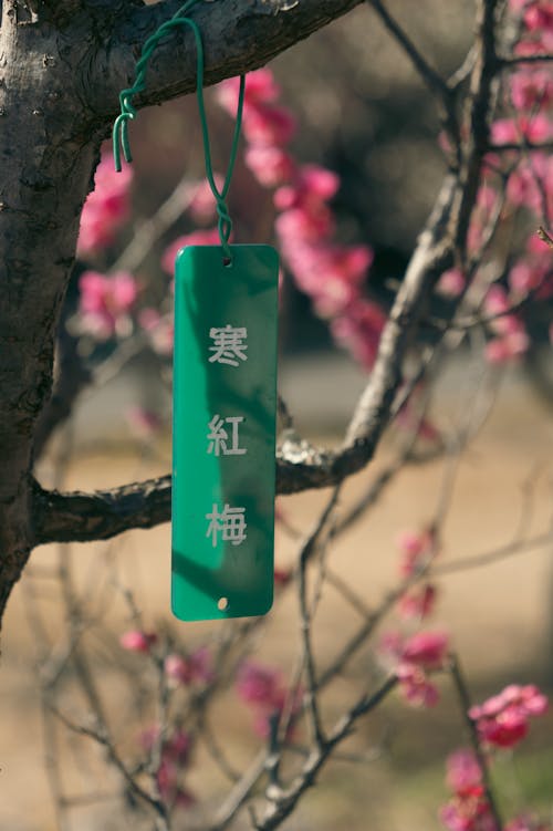 A green sign hanging from a tree with pink blossoms