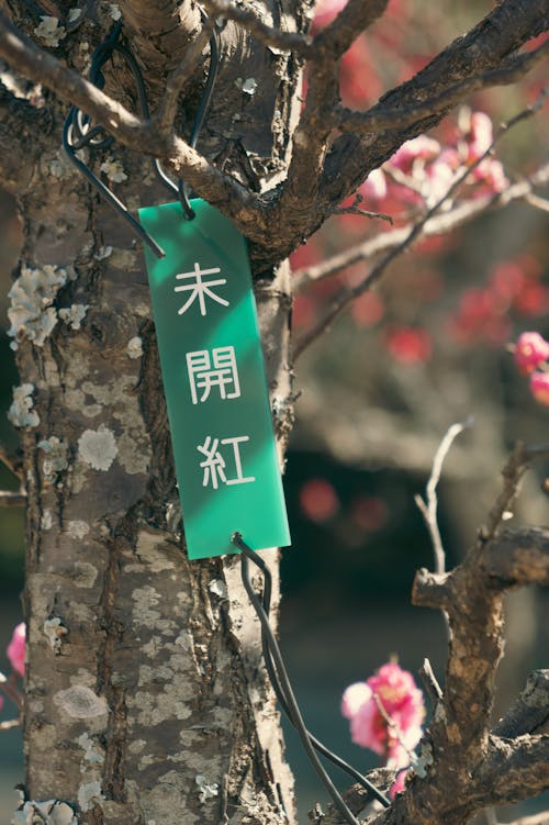 ağaç, Asya, bahar içeren Ücretsiz stok fotoğraf