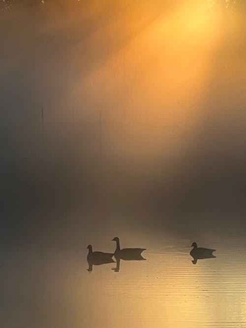 Misty geese