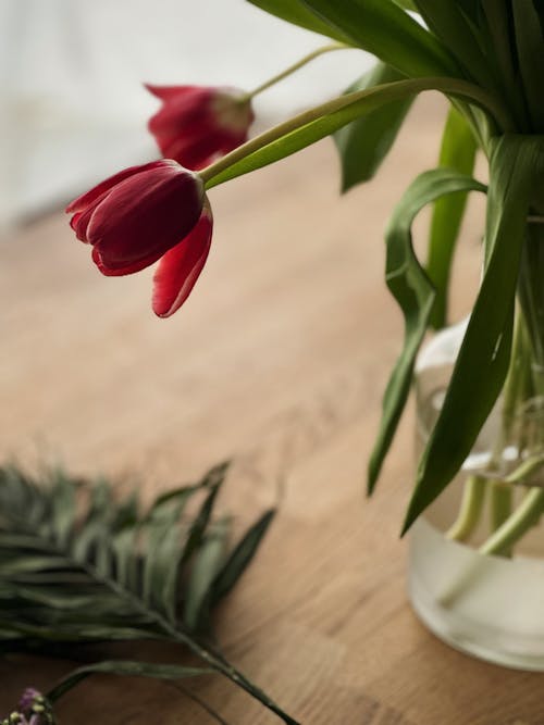 Red tulips in a glass vase
