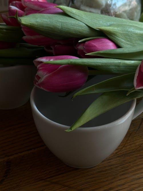 red tulips with white cup 