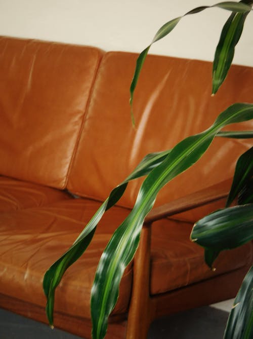 A plant in front of the leather couch