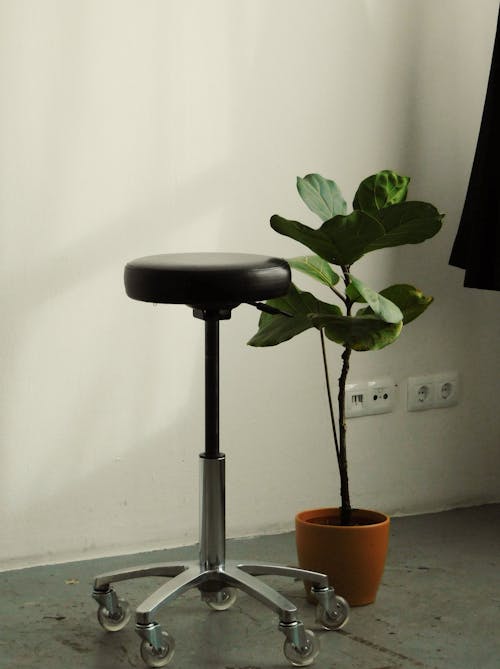 A black wheeled bar chair and a plant beside it